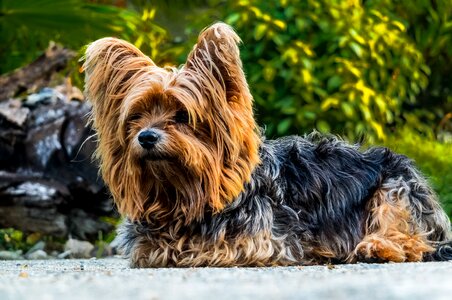 Dog yorkshire terrier small dog