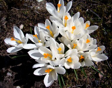Spring our characters white