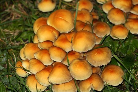 Fungi mushroom genus multiplication photo