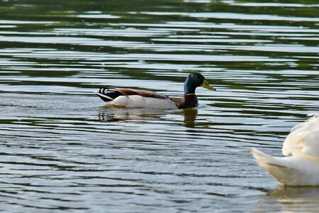 Duck Bird waterfowl water