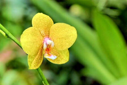 Spring plants beauty
