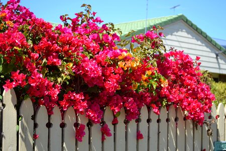 Flower spring colour