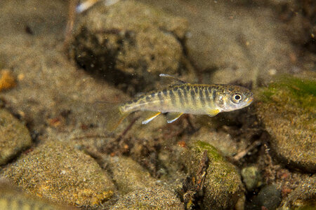 Juvenile Chinook salmon-3