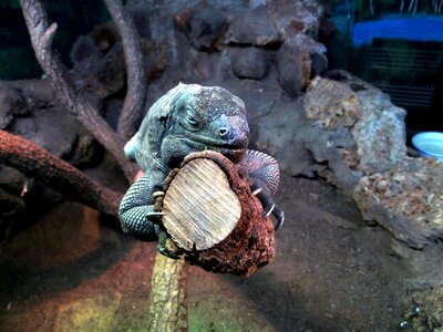 Wildlife nature reptile