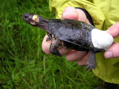 Bog turtle affixed with radio transmitter