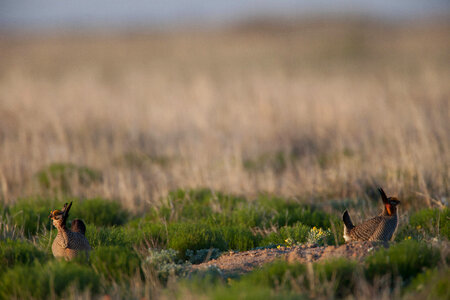 Lesser Prairie-Chicken-2 photo