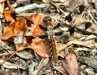 Brown dragonfly butterfly insect photo