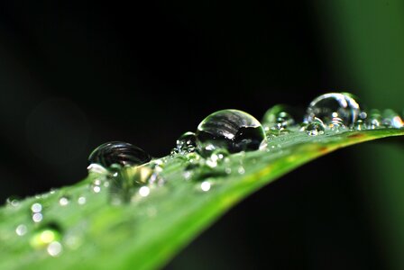 Beautiful Photo details dew