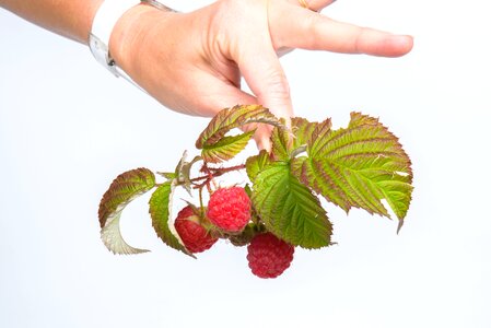 Fruit raspberry red