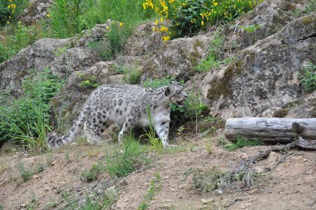 Leopard safari feline photo