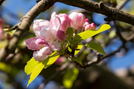 Pink spring blossom photo