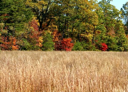 Colorful grass field