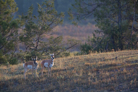 Pronghorn Antelope buck and doe in landscape