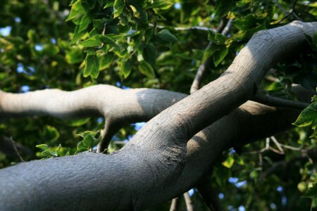 Tree organic agriculture