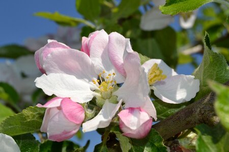 Bloom pink spring