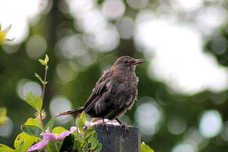 Young summer blackbird photo