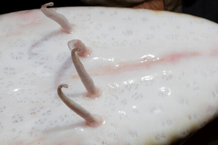 Gulf sturgeon-1