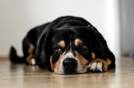 Sad brown dog gray dog photo