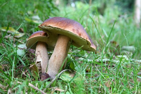 Forest cep chestnut photo