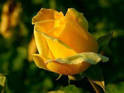 Beautiful Photo blossoming close