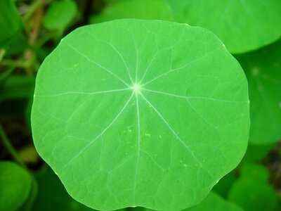 Face leaf nasturtium