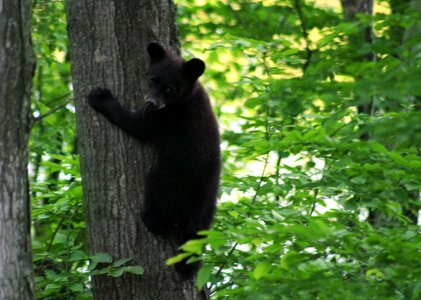 Bear bear cub black