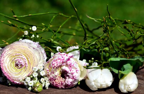 Beautiful Flowers blooming blossom