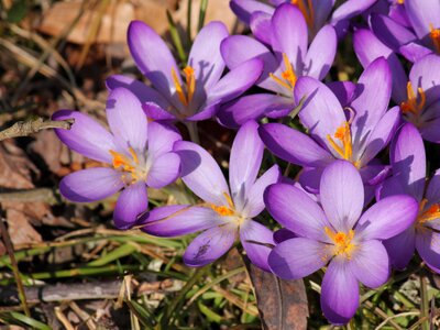 Crocus full bloom spring