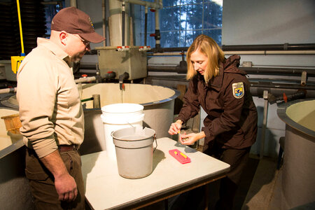 Geneticist collecting tissue from trout-1