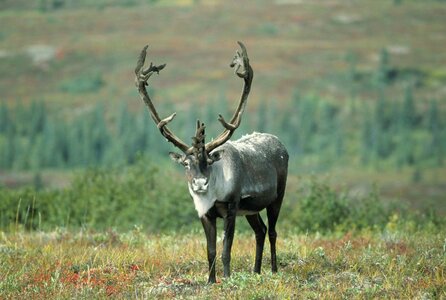Caribou chief face