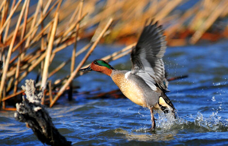 Green-Winged Teal on Seedskadee National Wildlife Refuge-3