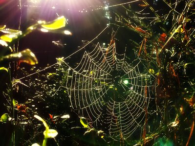 Morning sunny sunlight photo