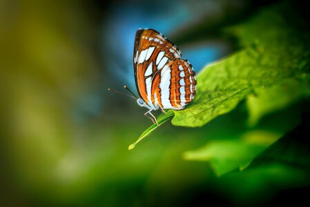 Wing insects natural