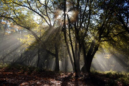 Landscape forest landscape sunlight