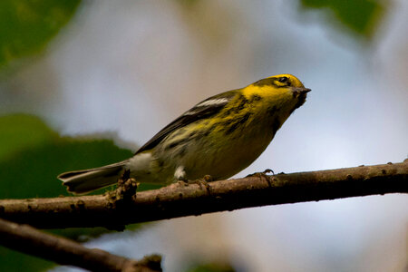 Townsend's Warbler photo