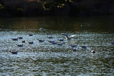 3 Bird photo