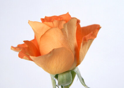 Single orange rose photo