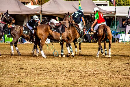 Polo animal competition