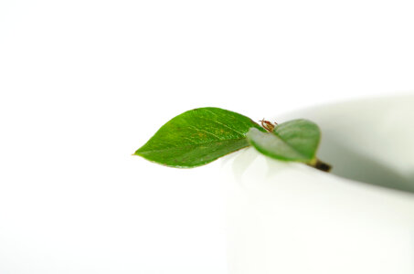 Green Leaf On White Bowl