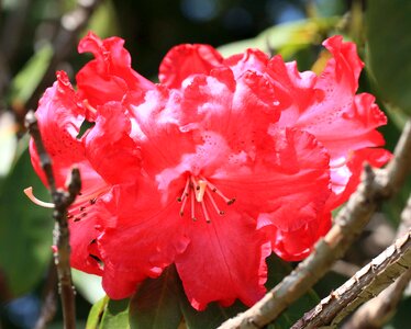 Beautiful beautiful flowers bloom
