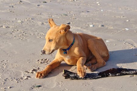 Beach batons hybrid