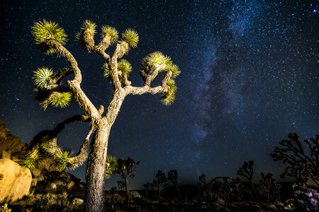 Stars and the Milky way at Joshua Tree National Park, California photo