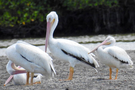 White Pelicans at Shell Key Flats photo