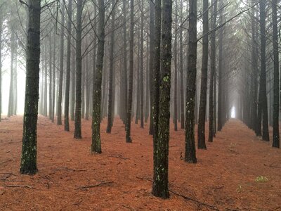 Brown fog forest photo