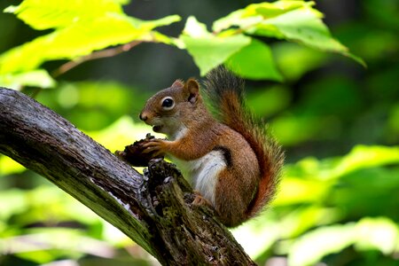 Animal beautiful photo branch
