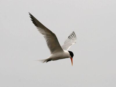 Tern bird avian photo