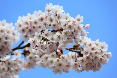 Blossom blue branch photo