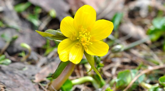 Beautiful Flowers biology bloom