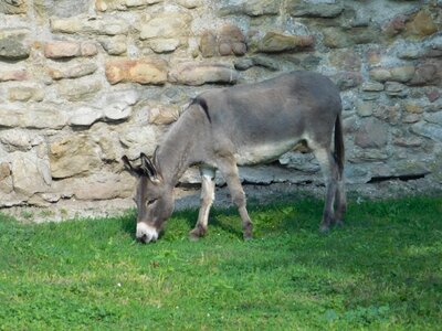 Animal beautiful photo daylight