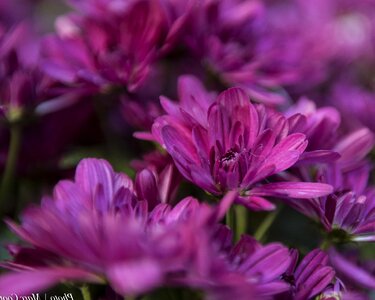 Beautiful beautiful flowers bloom